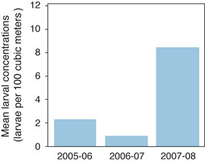 The number of menhaden larvae arriving at the mouth of the Chesapeake Bay can vary widely from year to year. Source: Carlos Lozano.
